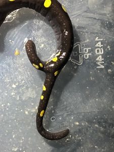 A forked spotted salamander tail. (photo © Liz Masure)