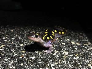 A spotted salamander pauses in the middle of North Lincoln Street, Keene, NH. (photo © Brett Amy Thelen)