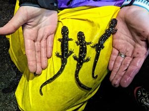 Three spotted salamanders lined up on yellow rain paints. (photo © Amy Unger)
