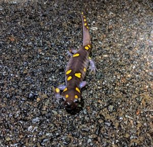 A spotted salamander with an unusual spot pattern. (photo © Amy Unger)