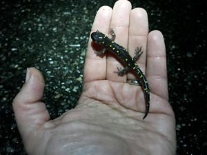 A hand holding a very small spotted salamander. (photo © Brett Amy Thelen)