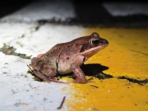 A wood frog crosses North Lincoln Street in Keene, NH. (photo © Brett Amy Thelen)