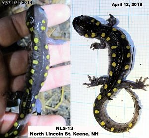 Two pictures of the same spotted salamander, taken two years apart at the same site.