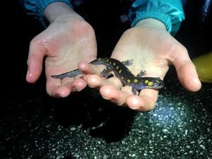 Hands holding a spotted salamander. (photo © Brett Amy Thelen)