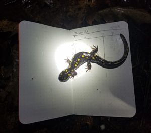 A spotted salamander pauses on top of a field notebook. (photo © Summer Brooks)