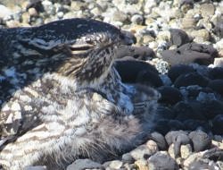 A female nighthawk roosts two chicks on a gravel rooftop nest. (photo © Becky Suomala)