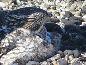 A female nighthawk roosting two chicks. (photo © Becky Suomala)