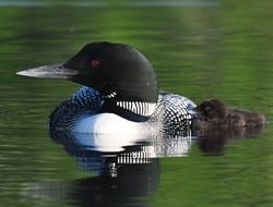 A fuzzy loon chick nestles up to its parent. (photo © Kittie Wilson)