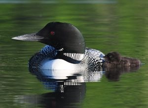 A Common Loon with its chick.
