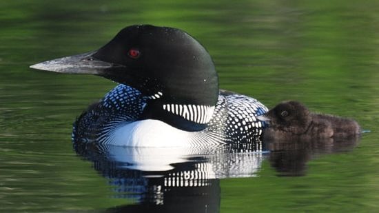 A fuzzy loon chick nestles up to its parent. (photo © Kittie Wilson)