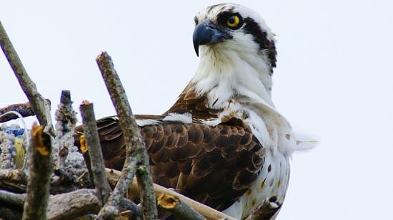 An osprey peers out from its nest. (photo © Bill Crouse)