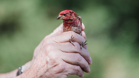 A Purple Finch is held by a bird bander. (photo © Ben Conant)