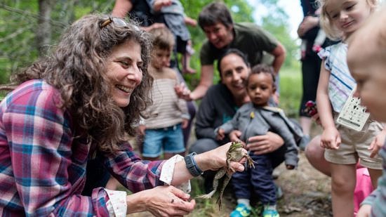 Young children look closely at a bullfrog, held by Harris Center naturalist Susie Spikol. (photo © Ben Conant)