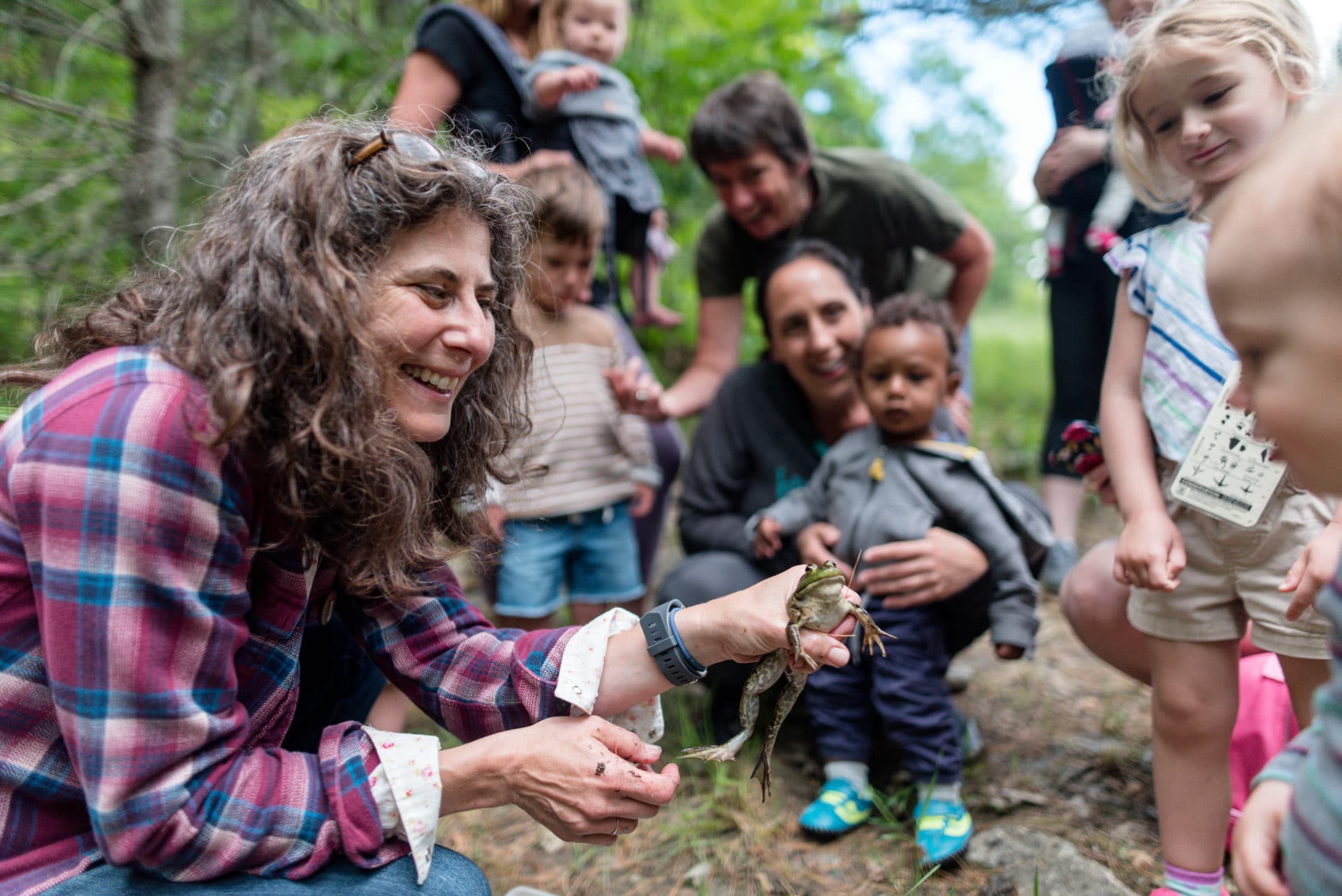Young children look closely at a bullfrog, held by Harris Center naturalist Susie Spikol. (photo © Ben Conant)