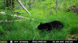 A trail cam photo of a black bear. (photo © Taylor White)