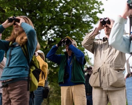 A group searches for birds -- with binoculars raised -- during a spring birding outing with the Harris Center. (photo © Ben Conant)