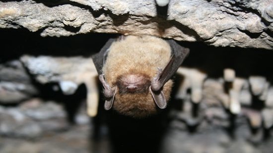 A little brown bat hangs in a cave. (photo © USFWS)