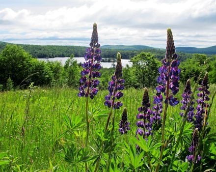 Lupines bloom above Island Pond in Stoddard. (photo © Brett Amy Thelen)