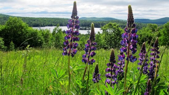 Lupines bloom above Island Pond in Stoddard. (photo © Brett Amy Thelen)