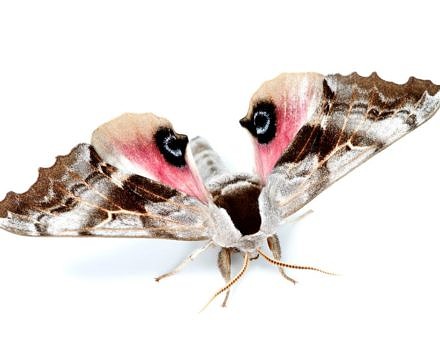 One-Eyed Sphinx Moth (photo © The Caterpillar Lab)
