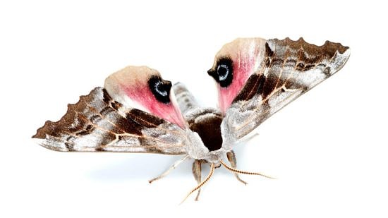 One-Eyed Sphinx Moth (photo © The Caterpillar Lab)
