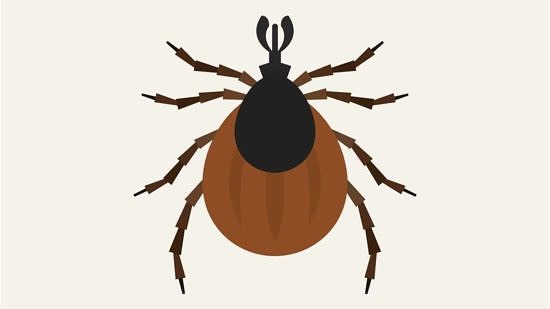 A drawing of a black-legged tick. (illustration © insightpest.com)