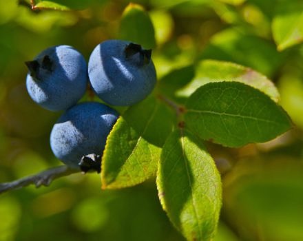 A close-up of wild blueberries. (photo © WP Lynn)