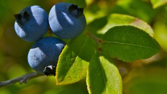 A close-up of wild blueberries. (photo © WP Lynn)
