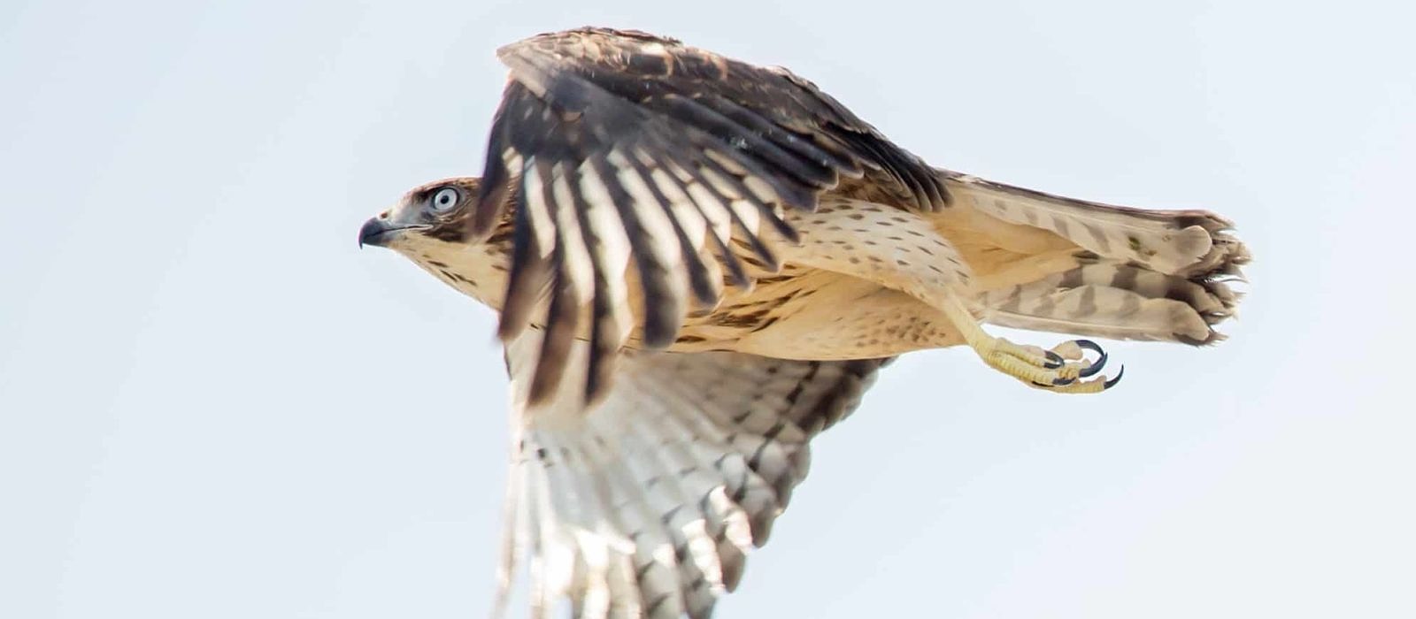 A Broad-winged Hawk in flight. (photo © Jen Esten)