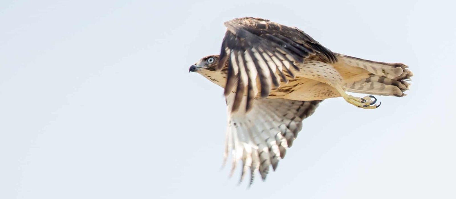 A Broad-winged Hawk flies past the Pack Monadnock Raptor Observatory. (photo © Jen Esten)