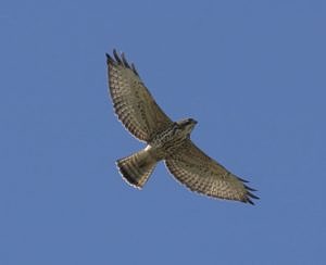 A Broad-winged Hawk in flight. (photo © Katrina Fenton)