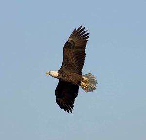 A Bald Eagle soars through a blue sky. (photo © Lillian Stokes)