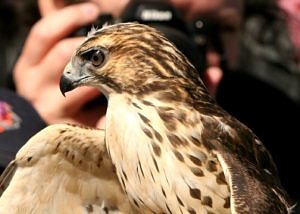 A rehabilitated Broad-winged Hawk awaits release back to the wild. (photo © Ken Bergman)