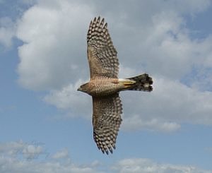 A Coopers Hawk in flight. (photo © Stan Lupo)