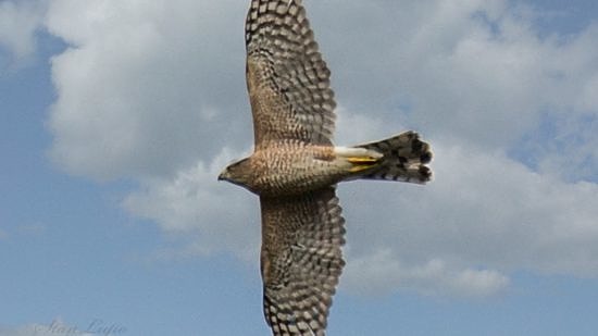 A Coopers Hawk in flight. (photo © Stan Lupo)