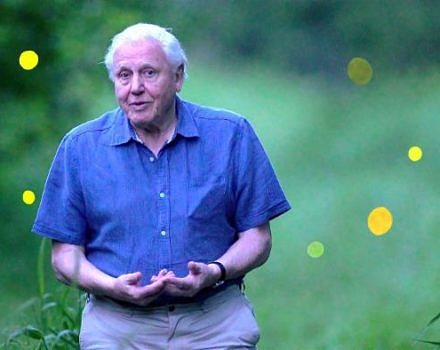 David Attenborough walks in a field of glowing fireflies. (photo © Terra Mater Factual Studios)