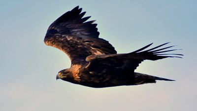 A Golden Eagle in flight. (photo © Tom Koerner/USFWS)