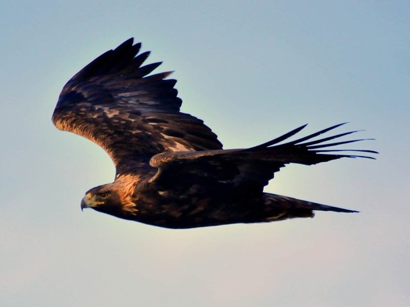 A Golden Eagle soars against a backdrop of blue sky. (photo © Tom Koerner/USFWS)