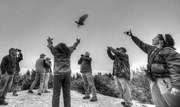 Maria Colby releases a rehabilitated Broad-winged Hawk back to the wild at the Pack Monadnock Raptor Observatory. (photo © Raven Digital)