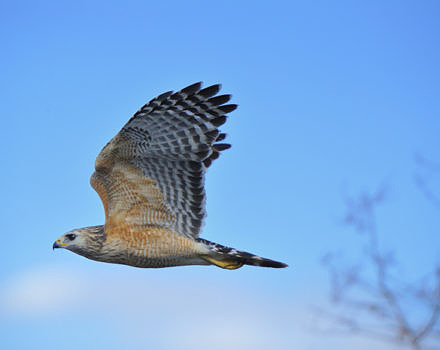 A Red-shouldered Hawk in flight. (photo © Diana Robinson)