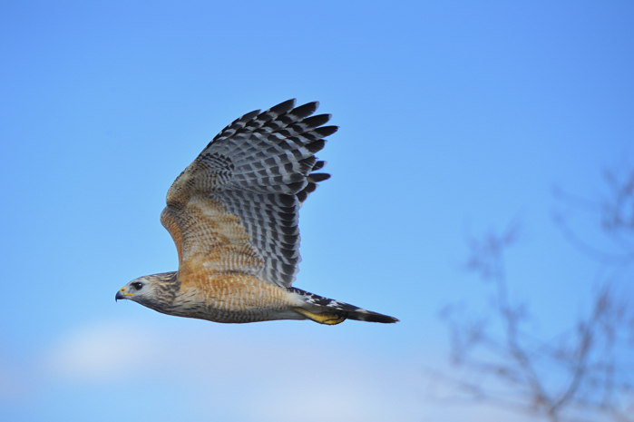 A Red-shouldered Hawk in flight. (photo © Diana Robinson)
