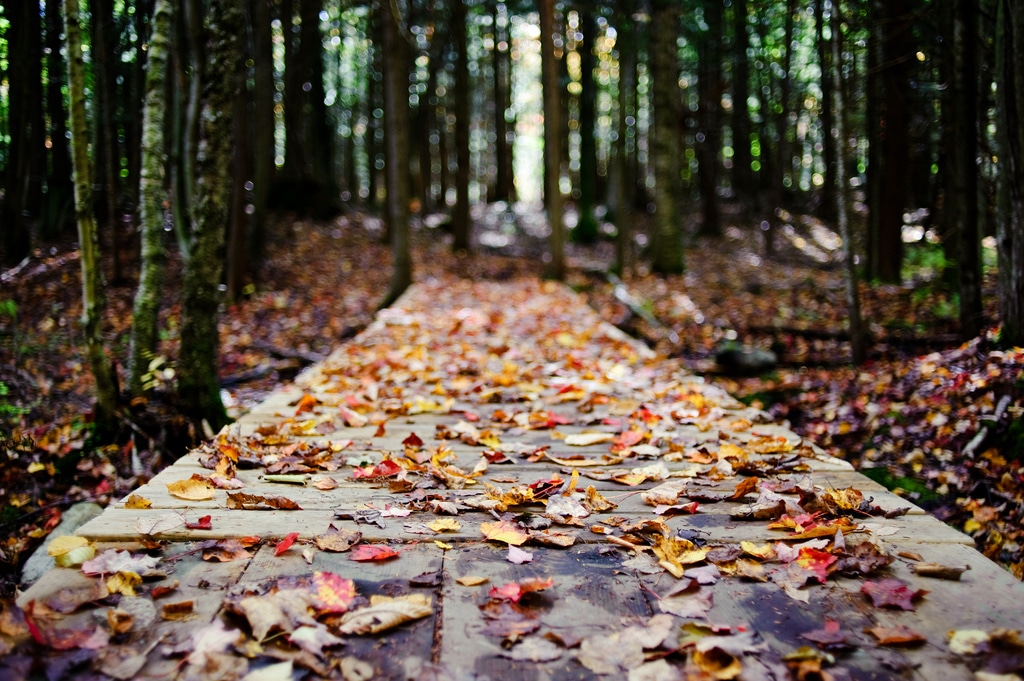 Fallen leaves rest on a wooden boardwalk in the woods. (photo © Lee Sullivan)