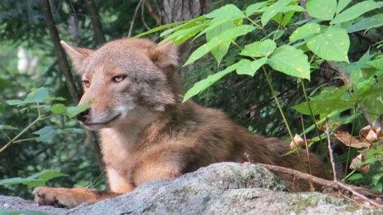 An Eastern coyote sits on a boulder. (photo © Don Nieratko)