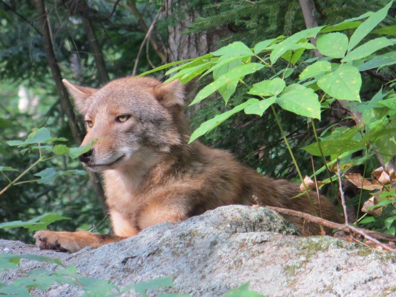 An Eastern coyote sits on a boulder. (photo © Don Nieratko)