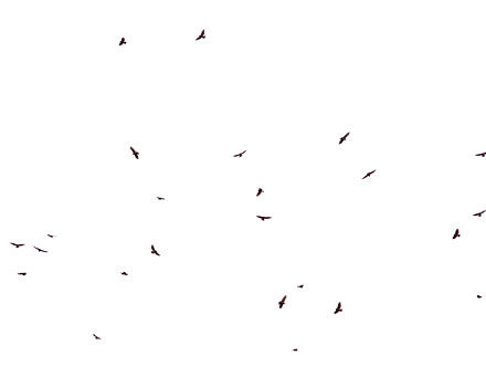 A large kettle of hawks circles in the sky. (photo © Jen Esten)