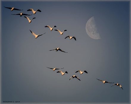 Snow geese migrating across a moonlit sky. (photo © Dagmar Collins)