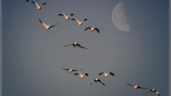 Snow geese migrating across a moonlit sky. (photo © Dagmar Collins)