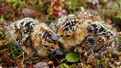 Two Spoon-billed Sandpiper chicks huddle on mossy ground. (photo © Pavel Tomkovich)