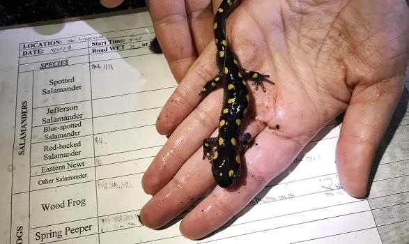 A Salamander Crossing Brigade volunteer tallies a spotted salamander during the spring amphibian migration. (photo © Brett Amy Thelen)
