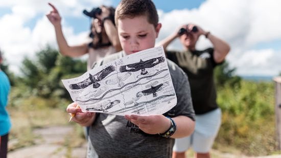 A boy studies drawings of hawk silhouettes on a Harris Center hawkwatching outing. (photo © Ben Conant)